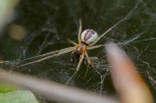 Neriene peltata